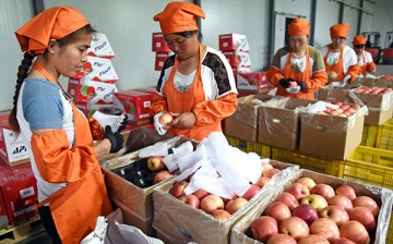 Workers in Yuncheng, Shanxi Province, packing apples for export.