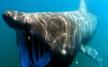 The basking shark is the second largest fish in the world.