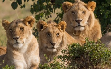 Several lions will be re-introduced in Rwanda at the Akagera National Park.