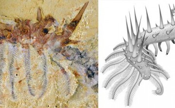 This weird ancient worm has hairy legs and spiky armor.
