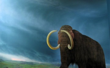 Woolly mammoths survived the extreme cold by genetic mutations that developed thick hair and other mammoth traits and features.