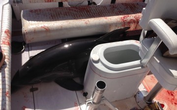 A dolphin suddenly jumped onto a boat of a family from Laguna Niguel, along Dana Point Harbor in southern California.