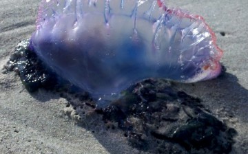 Portuguese man-of-wars are seen all across the Jersey Shore this weekend.