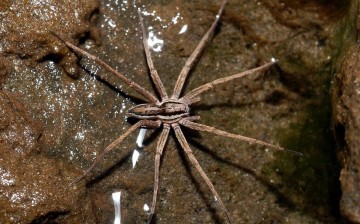 Your worst nightmare realized: some spider species can 