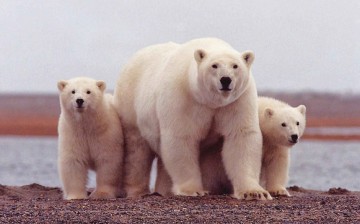 Polar bears could disappear by the year 2050.