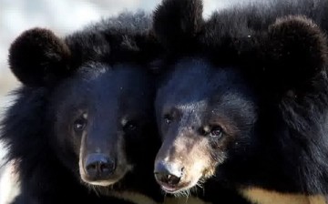 The two Asian black bears mistakenly raised as dogs by a Yunnan native.