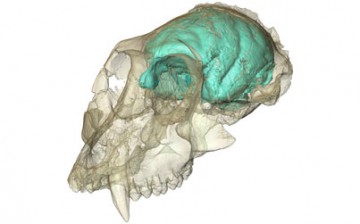The brain hidden inside the oldest known Old World monkey skull has been visualized for the first time