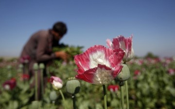 opium poppy plant
