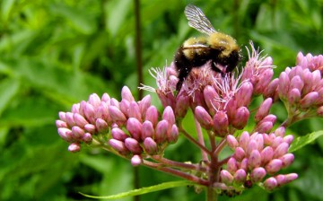 Climate change is shrinking habitable areas for bumblebees in North America and Europe, a new study finds.