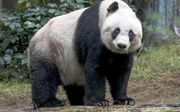 Jia Jia is set to break the world record for being the oldest giant panda living in captivity.