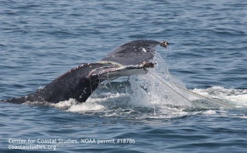 The Marine Animal Entanglement Response team (MAER) at the Center for Coastal Studies (CCS) freed a badly entangled humpback whale today on Stellwagen Bank, approximately 5 miles north of Provincetown, MA. 