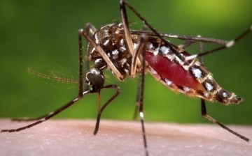 Zika Virus threat in Southern parts of Americas
