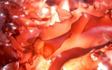 Dulse seaweed can taste like bacon when it's fried or smoked according to researchers.