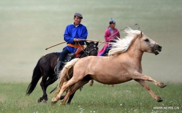 Herdsmen try to lasso a horse during a competition in Abag Banner, north China's Inner Mongolia Autonomous Region, July 18, 2015. 