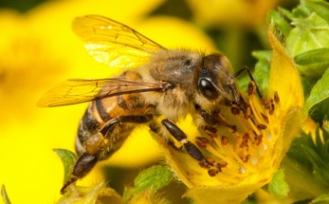With the discovery of how bees naturally vaccinate their babies, researchers can now develop the first vaccine for insects. This vaccine could be used to fight serious diseases that decimate beehives. This is an important development for food production.