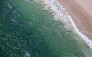 Two great white sharks are seen off the shores of Chatham, Massachusetts last week.