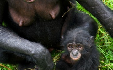 Baby bonobos can produce sounds similar to human babies.