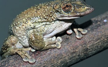 Brazil's yellow-skinned tree frog, 'C. greening,’ has venom twice as toxic as a pit viper. 