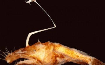New species of anglerfish is found under the deepest depths of Gulf of Mexico.
