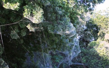 A large ‘communal’ spider web at the Lakeside Park South section of the Dallas suburb of Rowlett.