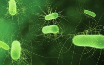 Pseudomonas putida bacteria