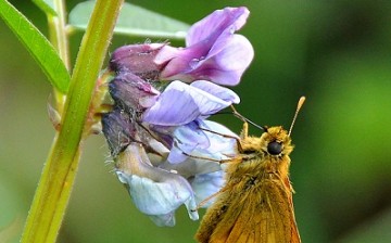 The large skipper butterfly might become extinct by 2050 due to climate change.