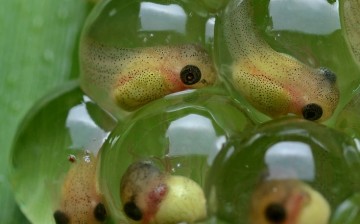 A new parasite is killing tadpoles, which is a major factor in declining frog populations worldwide.