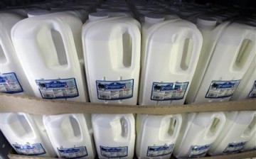 cow's milk jugs