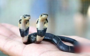 Nanning zoo adopted the two-headed cobra snake, but it might not be able to sustain its life.
