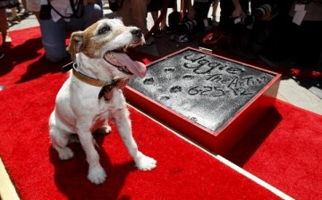 Canine star Uggie  of 'The Artist' passes away