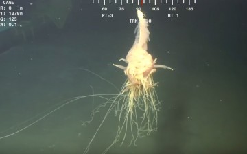 Rhizophysid Siphonophore possibly Bathyphysa sp. Observed off Angola (Block 18) in 1325m deep water