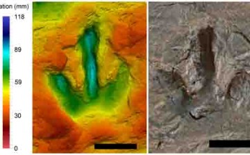 False color photo of megalosauripus footprints. Color scale shows how deep the footprint goes down. The footprint is left by the small dinosaur