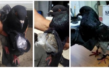 Pigeon Caught Smuggling Cocaine, Cannabis into Jail