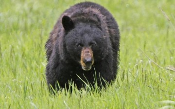 Study shows drones may actually cause significant stress to wildlife animals like bears.