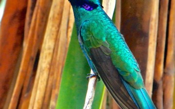 This male Sparkling Violetear hummingbird (Colibri coruscans) extends his tongue after feeding on nectar, readjusting the forked tips. 