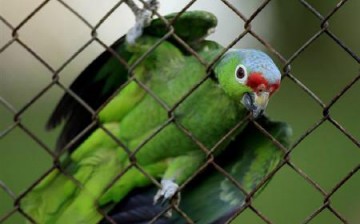 Scientists have discovered that parrots use tools to break seashells