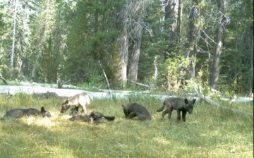 The California Department of Fish and Wildlife (CDFW) has photographic evidence of five gray wolf pups and two adults in Northern California.