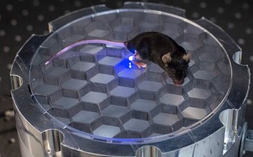 mouse with LED implant