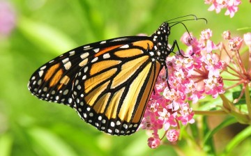 A monarch butterfly feeding on milkweed.