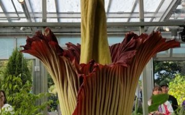 The corpse flower is expected to bloom for several days.