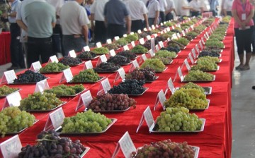 Bountiful grapes! Trays of different grapes greet visitors at the 2015 Turpan Grape Festival.