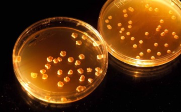 These microbes are based on tiny organisms called cyanobacterium, and can possibly be used to convert toxic atmospheres of planets like Mars and Venus into more hospitable environments. Synthetic biology involves the design and construction of biological 