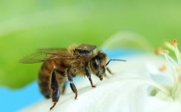 Thousands of honey bees in Australia are being fitted with tiny sensors as part of ‘swarm sensing’ program.