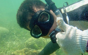 The Blue Knights have helped restore 10 percent of Dazhou Island's reef areas.