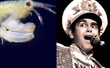 Elton John recently had a new crustacean species, collected by Dr. James Thomas and colleagues from Raja Ampat, Indonesia, named after him.