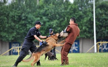 A police dog participates in a training on violence and anti-terror measures of the Chinese police.