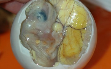 Chicken Embryo
