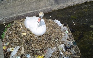 In the year 2050, almost 99 percent of seabirds will have plastic inside their guts.