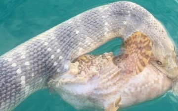 A sea snake and a stonefish locked in fatal battle in Australia.