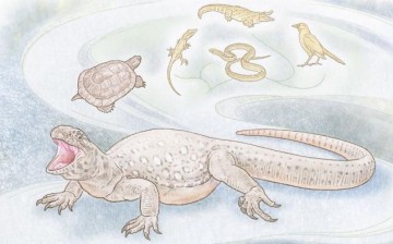 Eunotosaurus existed in the very late Paleozoic Era, 260 million years ago. The animal's disc-like torso and wide ribs are comparable to the body parts of a modern turtle.